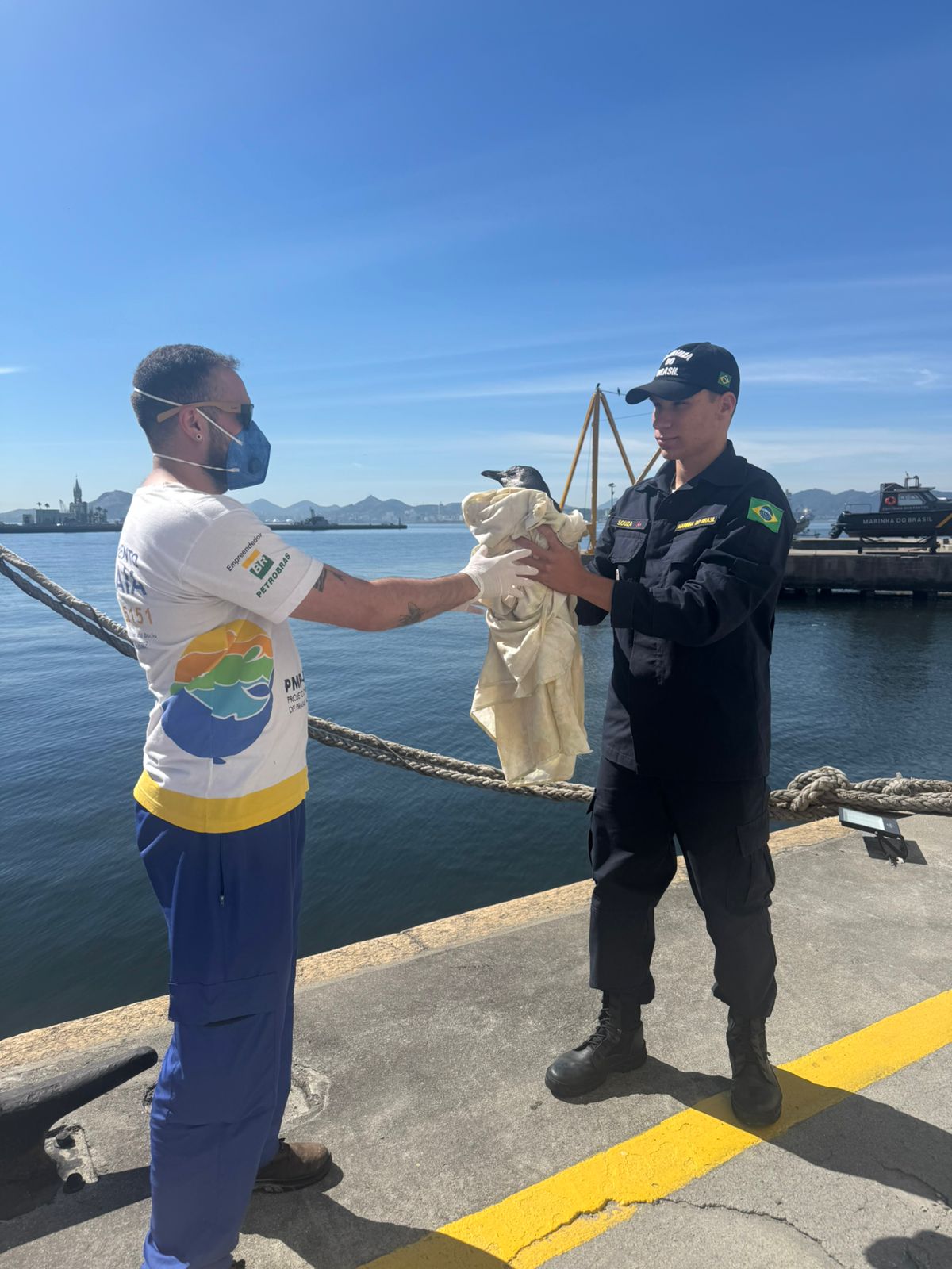 Capitania dos Portos do Rio de Janeiro apoia resgate de pinguim na Baía de Guanabara