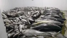 CeIMNa apoia Operação do IBAMA e garante logística de pescado apreendido