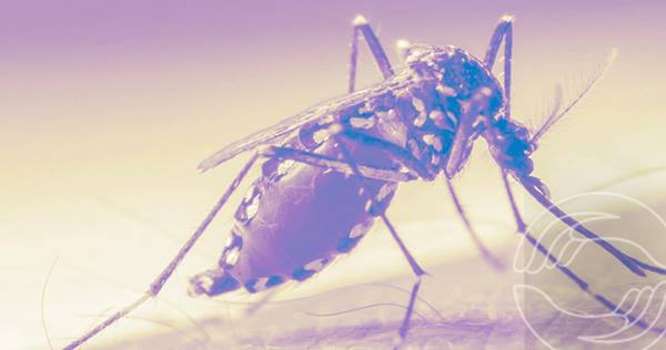 Carta da dengue